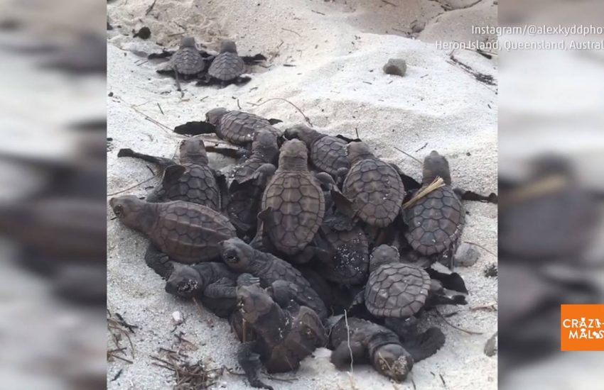 Baby Turtles Emerge From Their Eggs