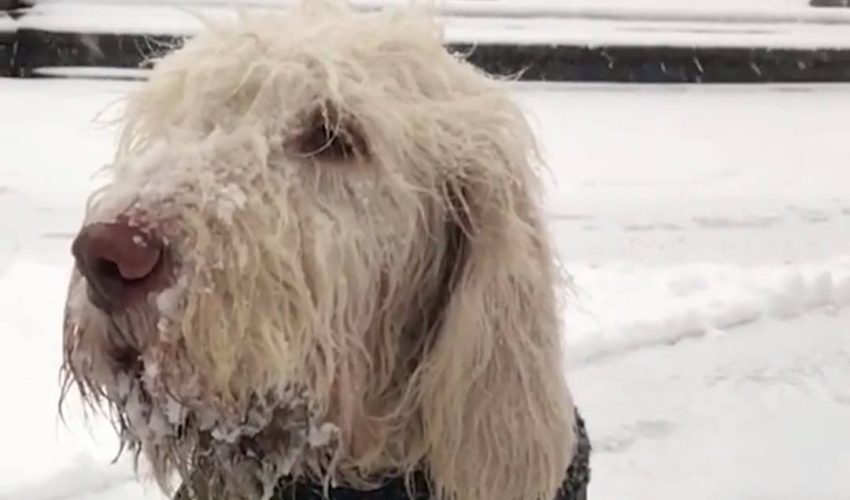 非常嚴重的雪狗