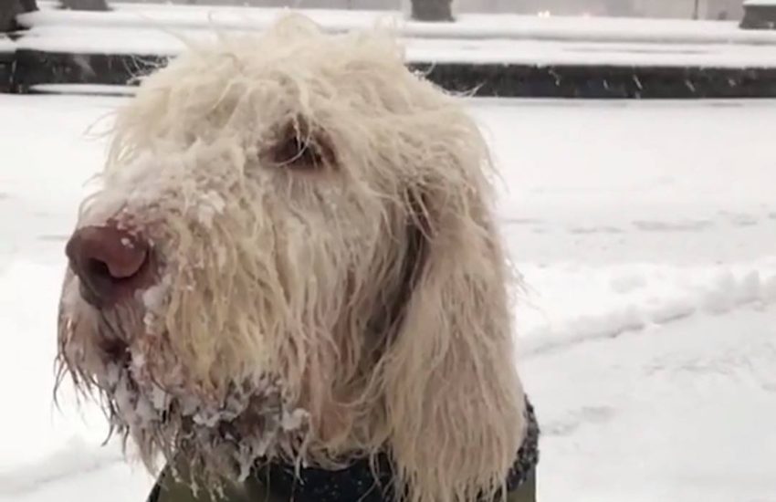 Very Serious Snow Dog