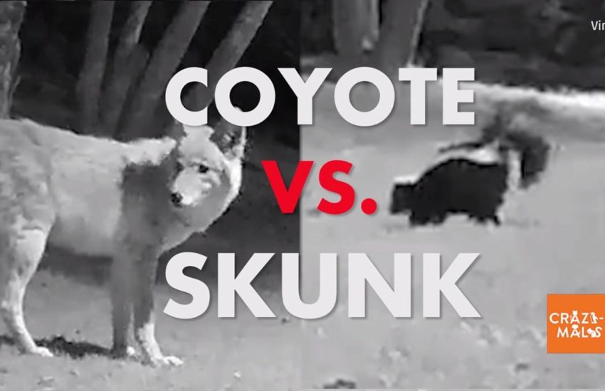 Coyote Vs. Skunk
