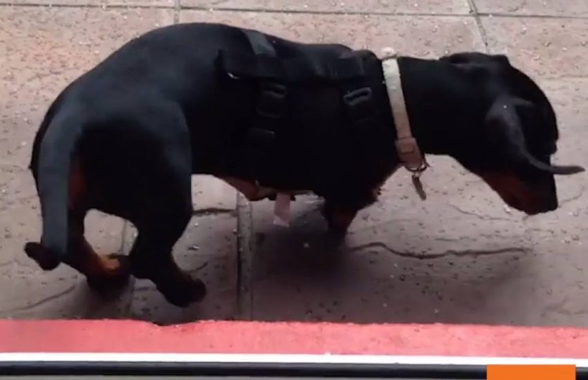 Dachshund Confused by Hail