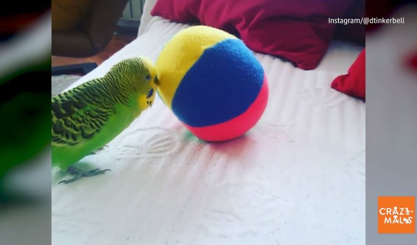 Budgie玩球