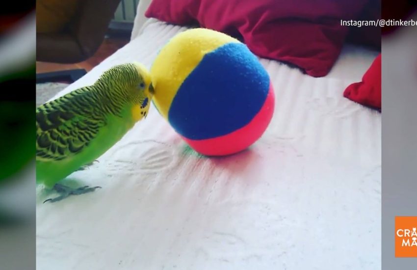 Budgie Plays Ball