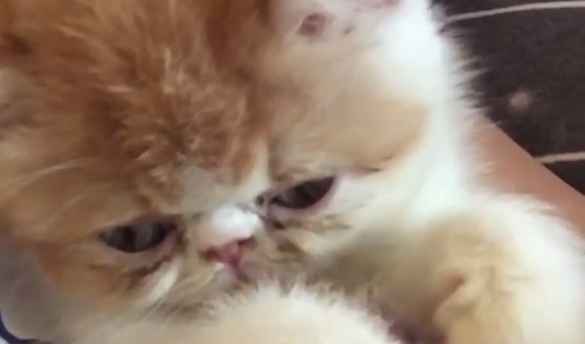 小貓在玩時睡著了