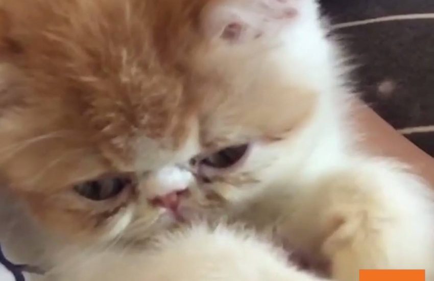 Kitten Falls Asleep While Playing