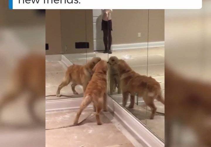 #diplyful