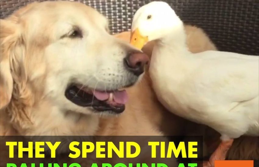 Dog and Duck are BFFs