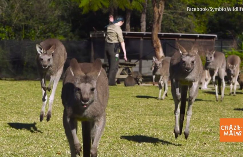 Slow-Motion Kangaroos
