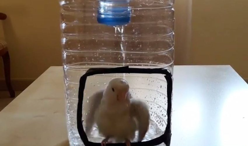 鳥創造DIY淋浴