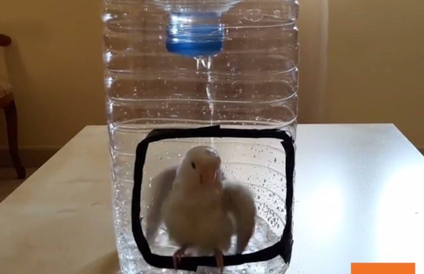 Bird Creates DIY Shower