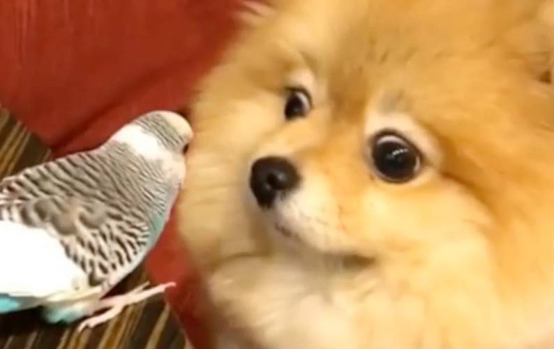 博美犬與小鳥