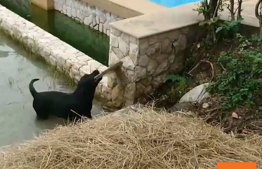 Lab Finds Himself in a Pickle