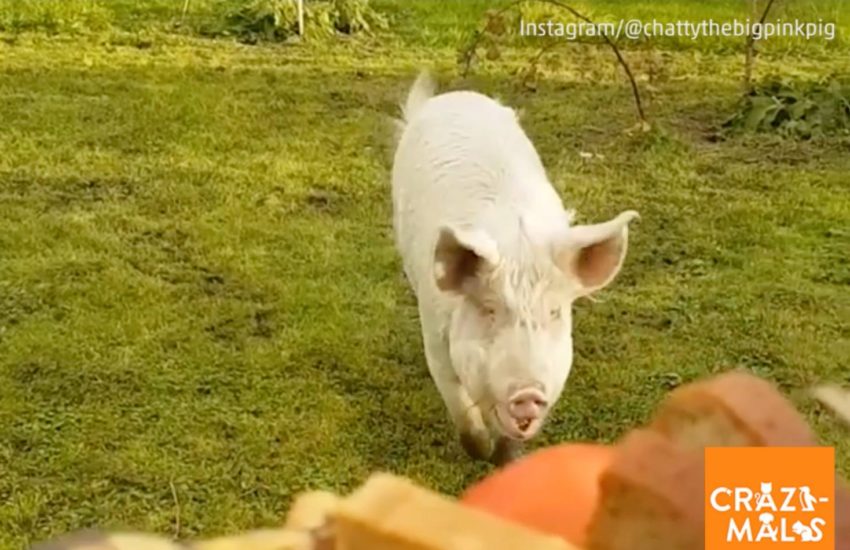 Pig Gets Snack