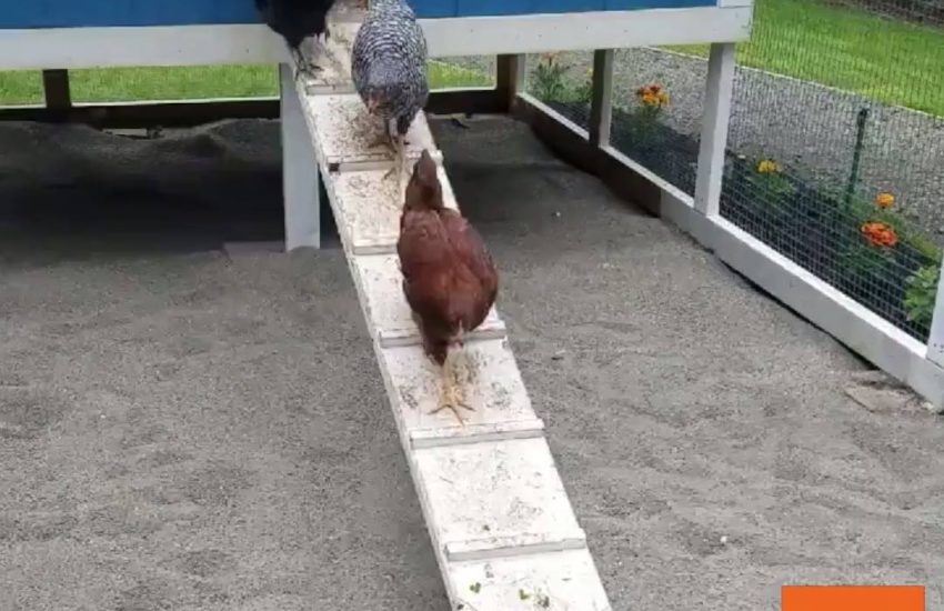 Funny Chickens Avoid the Ground