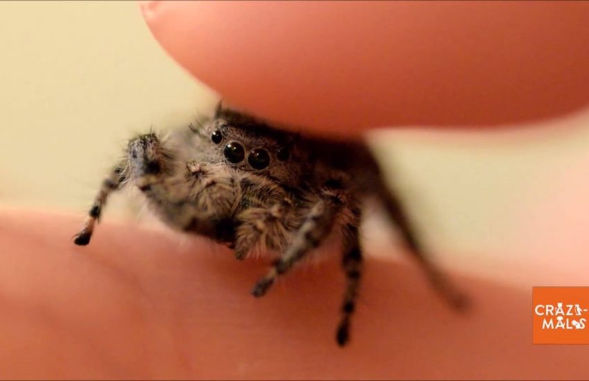 Petting a Jumping Spider