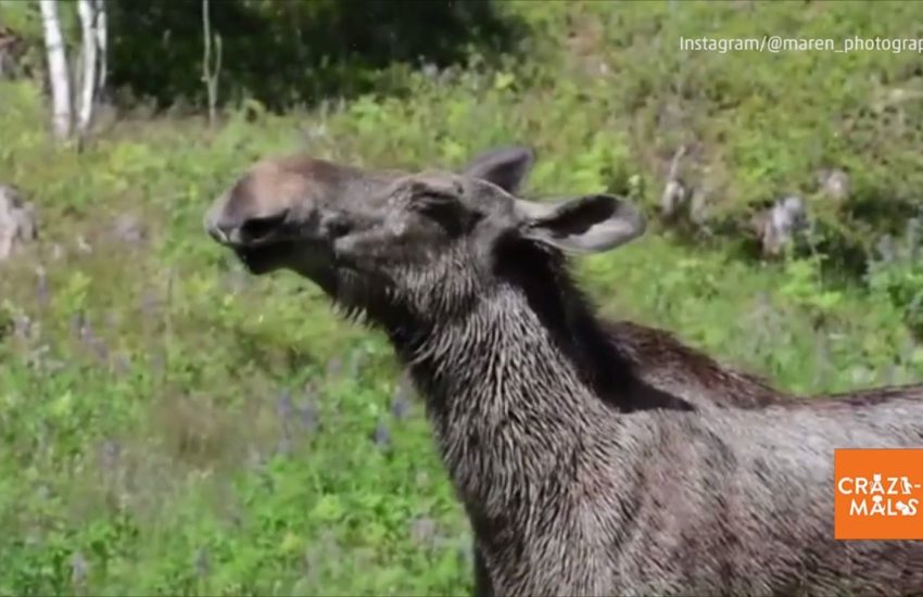 Moose Plays with Sprinkler
