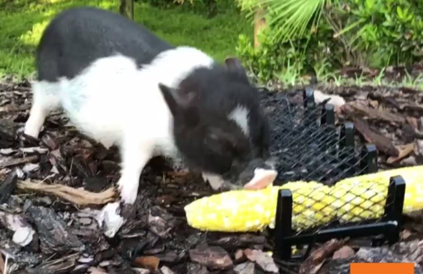 Adorable Piglet Eats Corn on the Cob