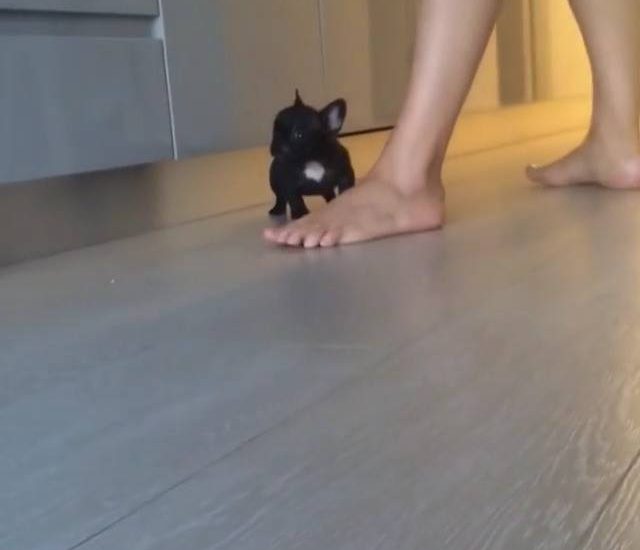 So little! Credit: @a_lola_love_ Watch more: www.thebearshit.com