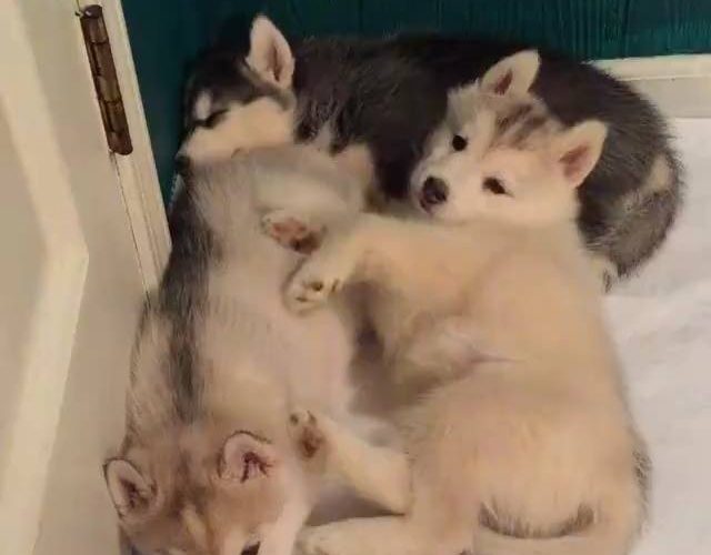 哈士奇過載！感謝：Instagram / mywinterfells.siberian_huskies /觀看更多：www.thebearshit.com