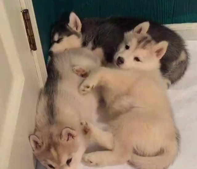 Husky overload! Credit: Instagram/mywinterfells.siberian_huskies/ Watch more: www.thebearshit.com