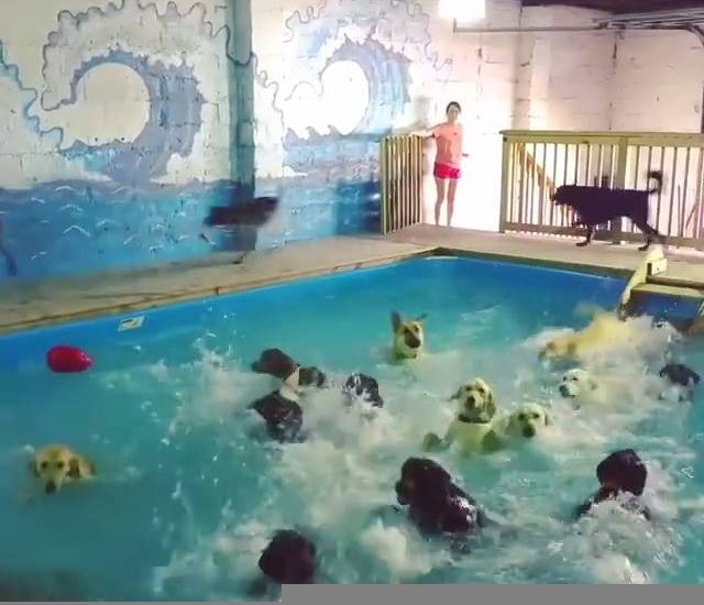 Pool time! Credit: @happytailsresort Watch more: www.thebearshit.com