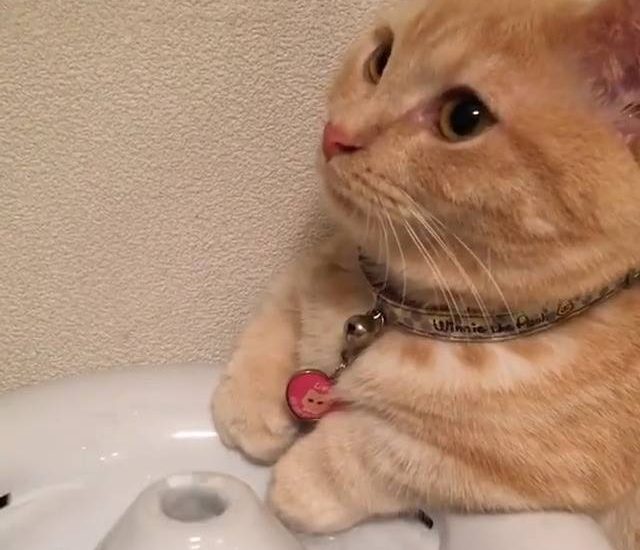 Hooman, what's it for? Credit: @yuriyuri4mama See more: www.thebearshit.com
