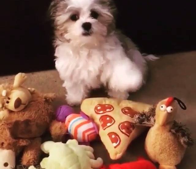 Who's your best friend? Credit: @heyyybenji Watch more: www.thebearshit.com
