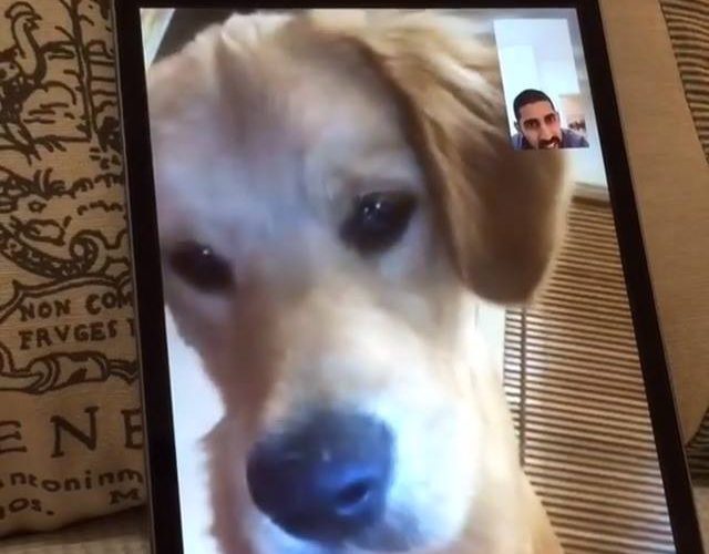 小狗的facetime感謝：@thechroniclesofarchie觀看更多：www.thebearshit.comd