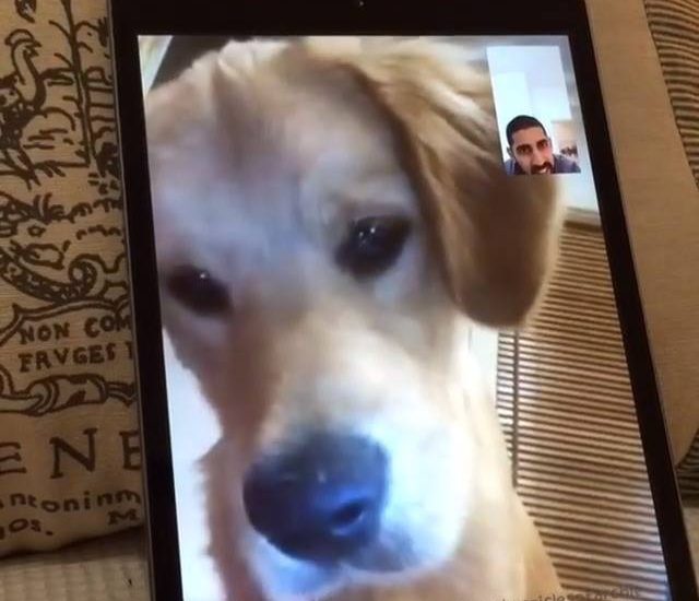 Doggy facetime Credit: @thechroniclesofarchie Watch more: www.thebearshit.comd