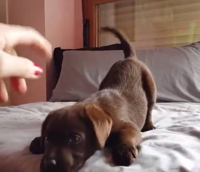 Help me down hooman Credit: @hadeschocolab Get your dog squad tees at: thebearway.spreadshirt.com