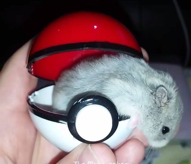 Poke-hamster Credit: @the_pipsqueakery Get your dog squad tees at: thebearway.spreadshirt.com