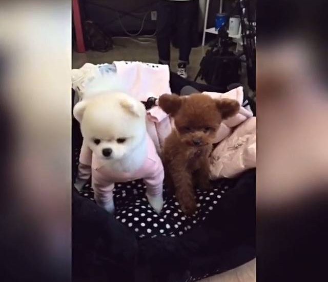 Teddy bears Credit: @toby_biny See more: www.thebearshit.com