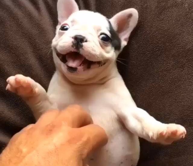 Happiest doggy Watch more: www.thbearshit.com