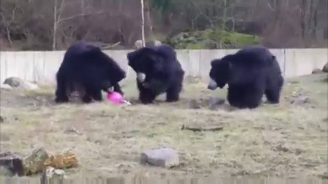 熊玩氣球觀看更多：www.thebearshit.com