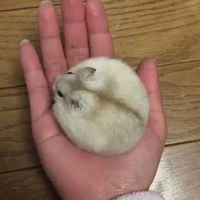 絨球觀看更多：www.thebearshit.com