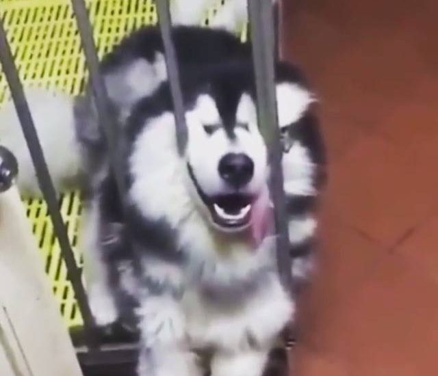 Fast asleep Watch more: www.thebearshit.com