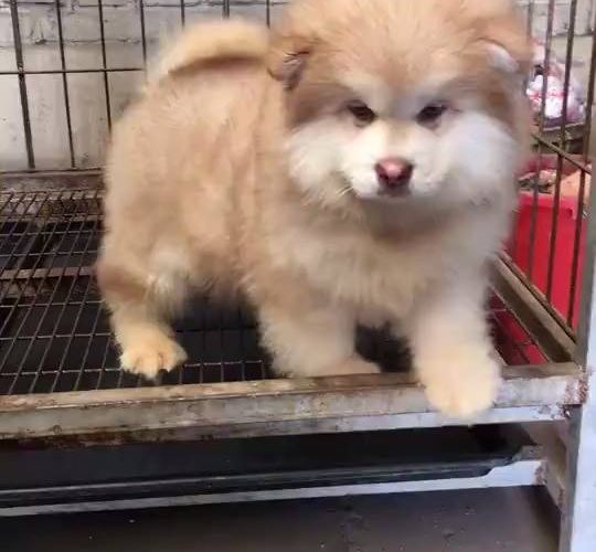 絨毛球觀看更多：www.thebearshit.com
