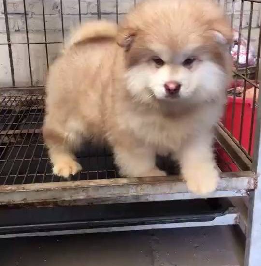 Fluff ball Watch more: www.thebearshit.com