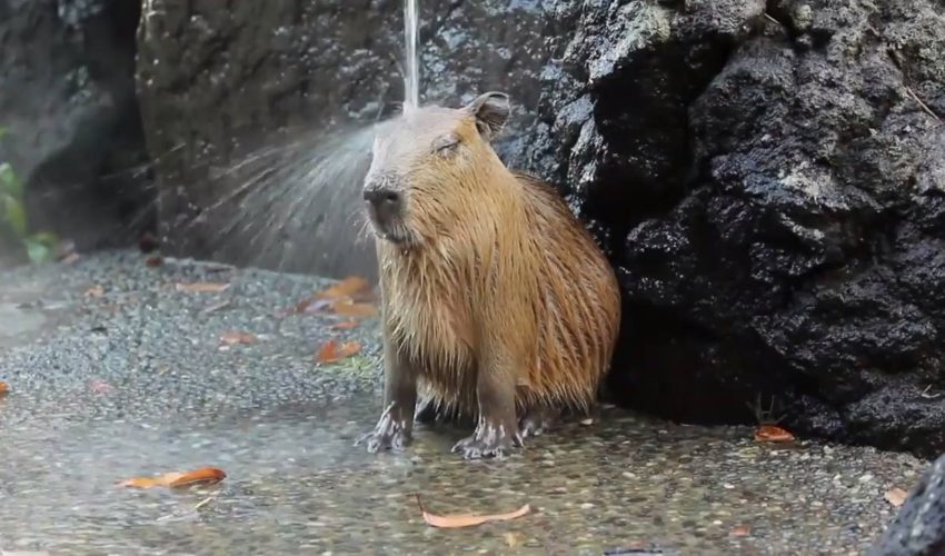Capybaras非常冷觀看更多：www.thebearshit.com