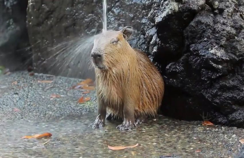 Capybaras are so chilled Watch more: www.thebearshit.com