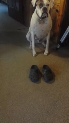 狗穿Crocs就像人一樣