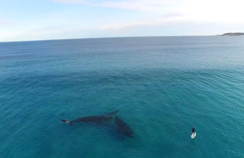 Incredible Footage Of Two Massive Whales Swimming Next To A Pa...