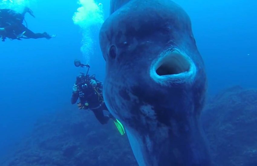 Divers Encounter Rare Sunfish Up Close