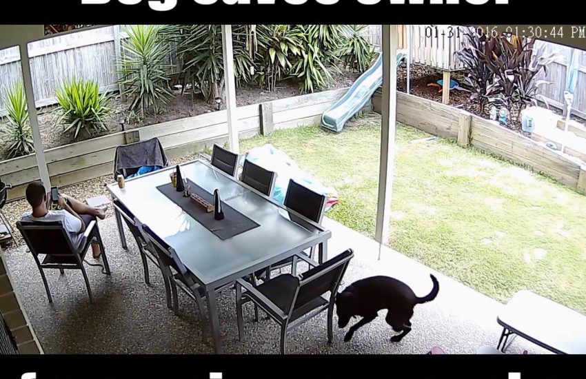 Dog Saves Owner From Poisonous Snake