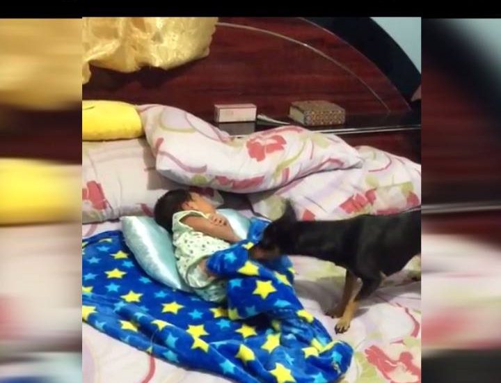 Dog Tucks In Family Baby
