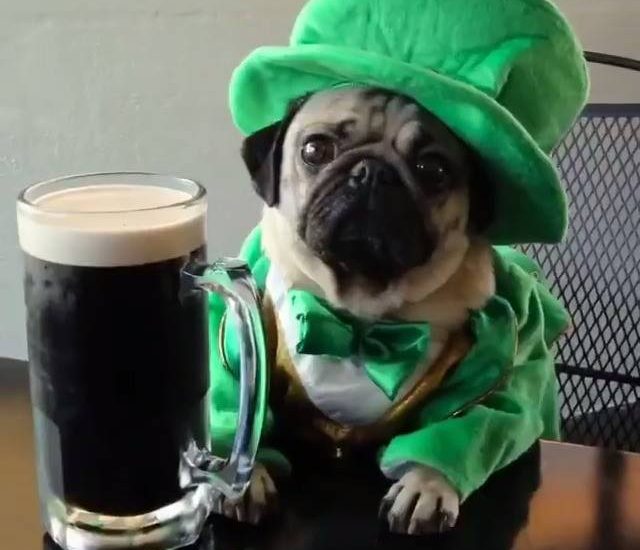 Happy St. Patrick's Day From Doug The Pug