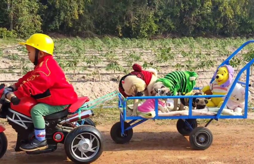 All Aboard The Pug Train