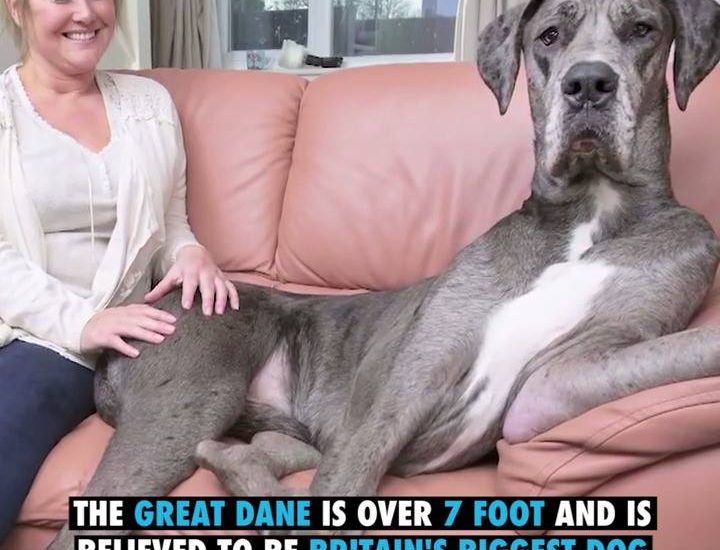 Freddy: The Biggest Dog In Britain