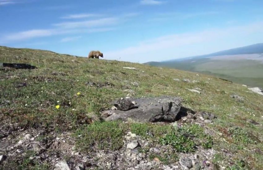 Man Encounters Bear On Hike
