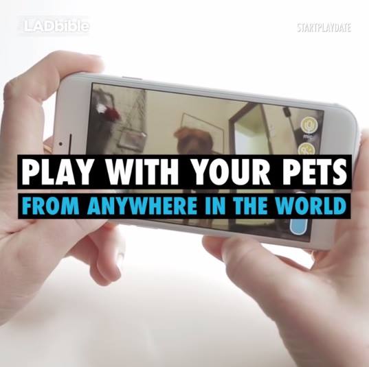 Play With Your Pets From Anywhere In The World
